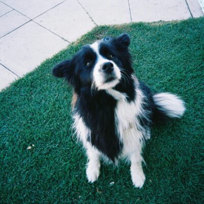 Pooper Scooper Services in Northeast, OH | Dog Waste Removal